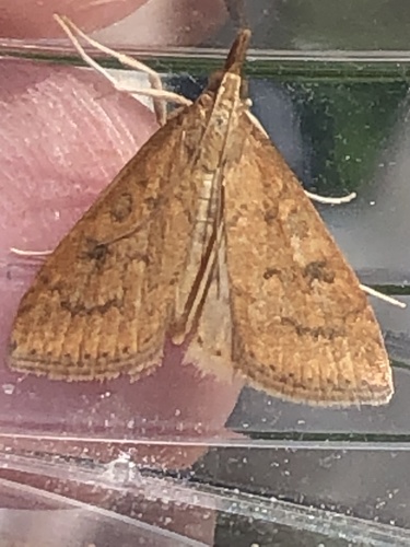Celery Leaftier Moth, photo 3 of 10