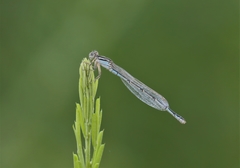 Enallagma durum