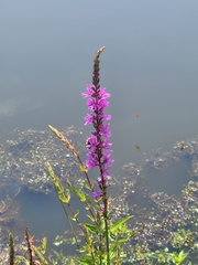 Lythrum salicaria