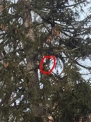 Junco hyemalis