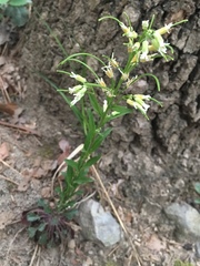 Borodinia missouriensis
