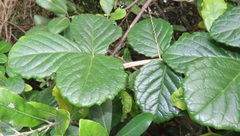 Cyphostemma flaviflorum