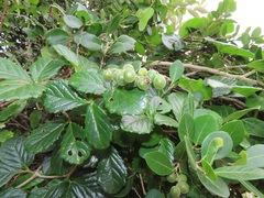 Cyphostemma flaviflorum