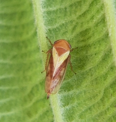 Oncopsis flavidorsum