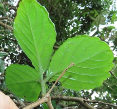 Cyphostemma flaviflorum