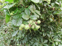 Cyphostemma flaviflorum