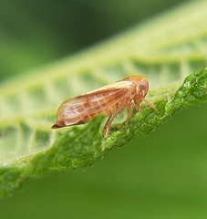 Oncopsis flavidorsum