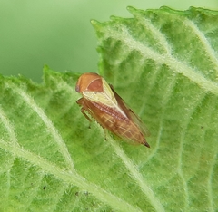 Oncopsis flavidorsum