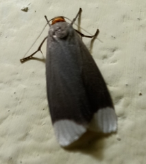 Sidyma albifinis