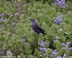 Quiscalus lugubris