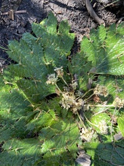 Arctopus echinatus