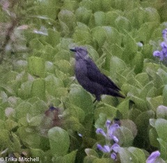 Quiscalus lugubris