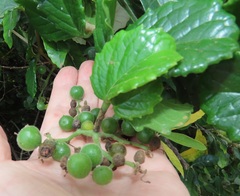 Cyphostemma flaviflorum