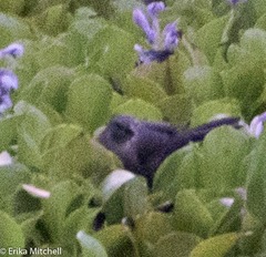 Quiscalus lugubris