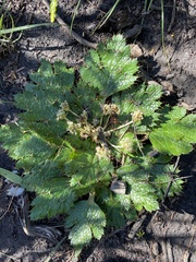 Arctopus echinatus