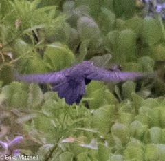 Quiscalus lugubris