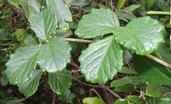 Cyphostemma flaviflorum