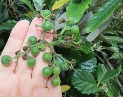 Cyphostemma flaviflorum