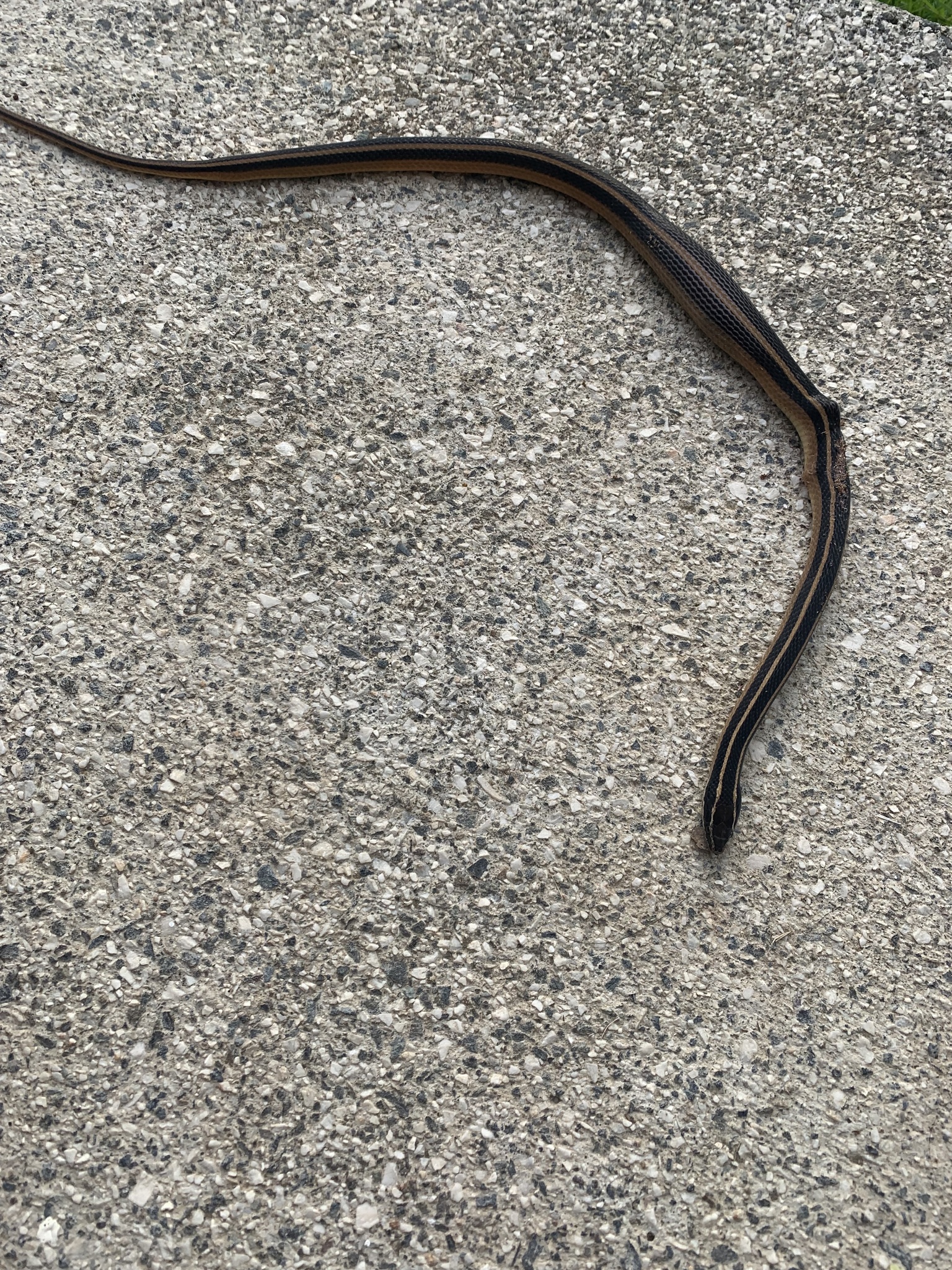 Coniophanes piceivittis Cope, 1870