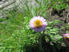 Aster alpinus