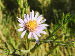 Symphyotrichum lentum