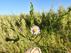 Symphyotrichum lentum