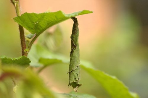 Hazel leaf-roller weevil, photo 3 of 9