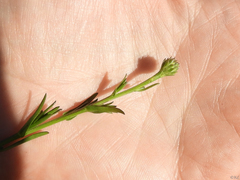 Symphyotrichum lentum