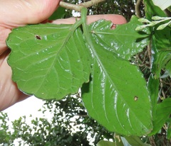 Cyphostemma flaviflorum