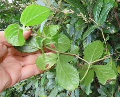 Cyphostemma flaviflorum