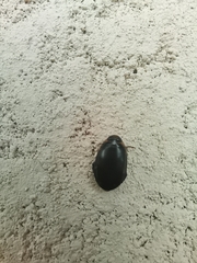 Thermonectus