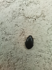 Thermonectus