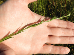 Symphyotrichum lentum