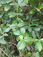 Cyphostemma flaviflorum