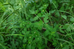 Euphorbia angulata