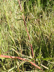 Symphyotrichum lentum