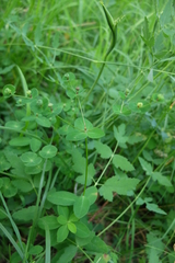 Euphorbia angulata