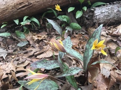 Erythronium rostratum