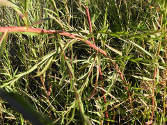 Symphyotrichum lentum