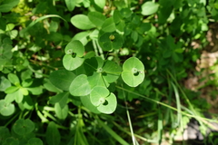 Euphorbia angulata