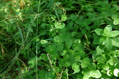 Euphorbia angulata