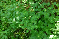 Euphorbia angulata