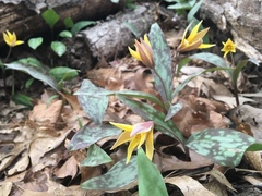 Erythronium rostratum