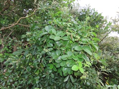 Cyphostemma flaviflorum