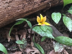 Erythronium rostratum