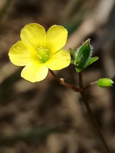 Statusis kiškiakopūstis nuotrauka