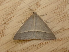 Epidesmia perfabricata