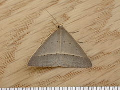 Epidesmia perfabricata