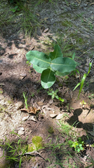 Asclepias amplexicaulis