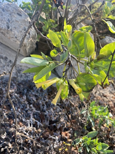 photo of Tree Tobacco (Nicotiana glauca)